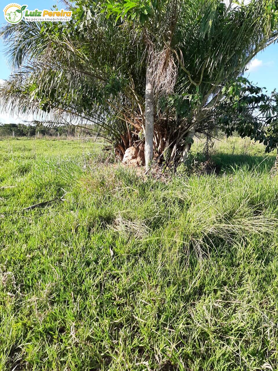 Fazenda à venda, 300m² - Foto 9