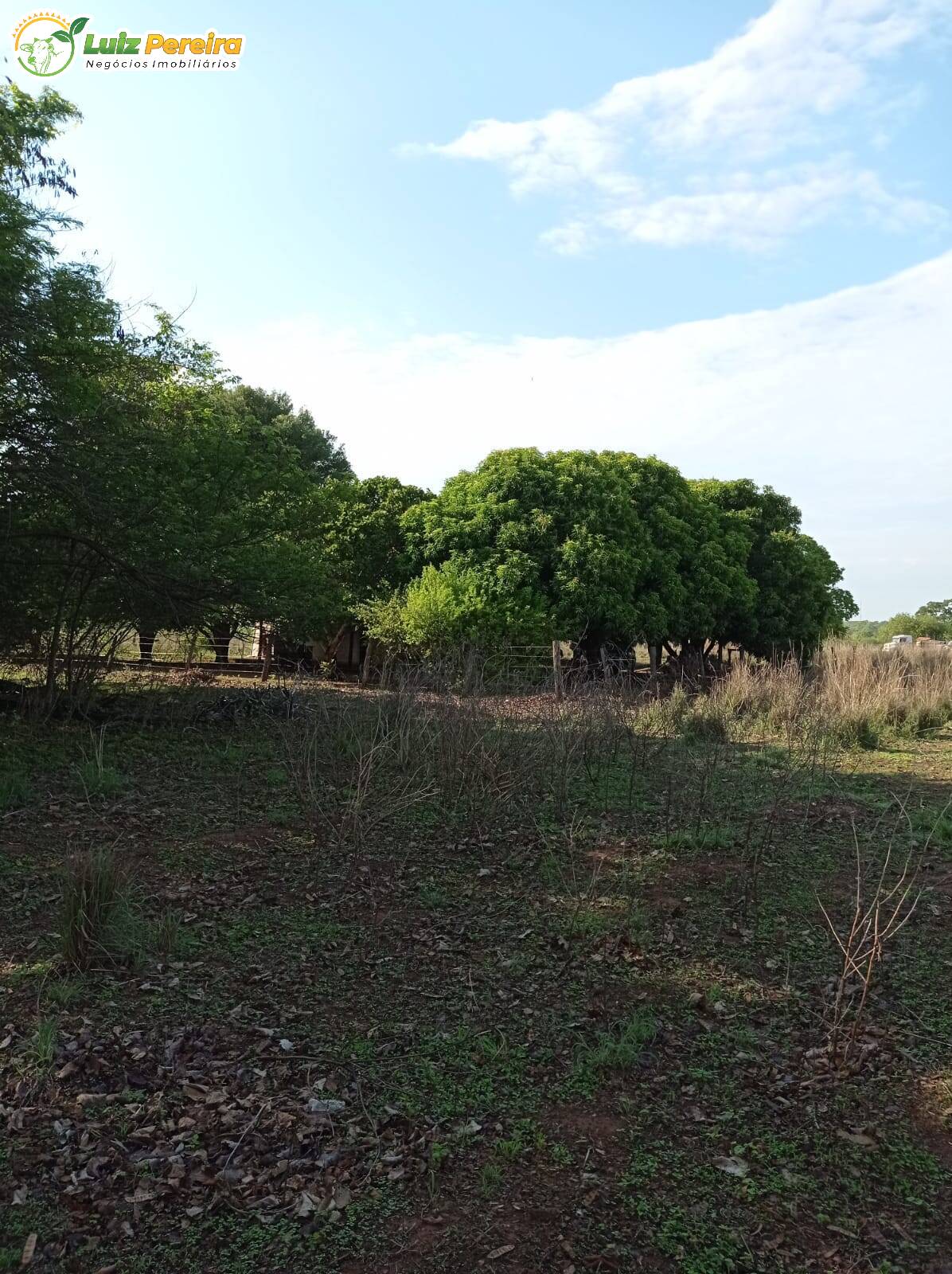 Fazenda-Sítio-Chácara, 1099 hectares - Foto 2