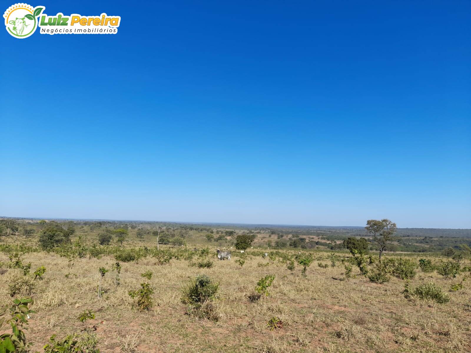 Fazenda à venda, 1680000m² - Foto 7