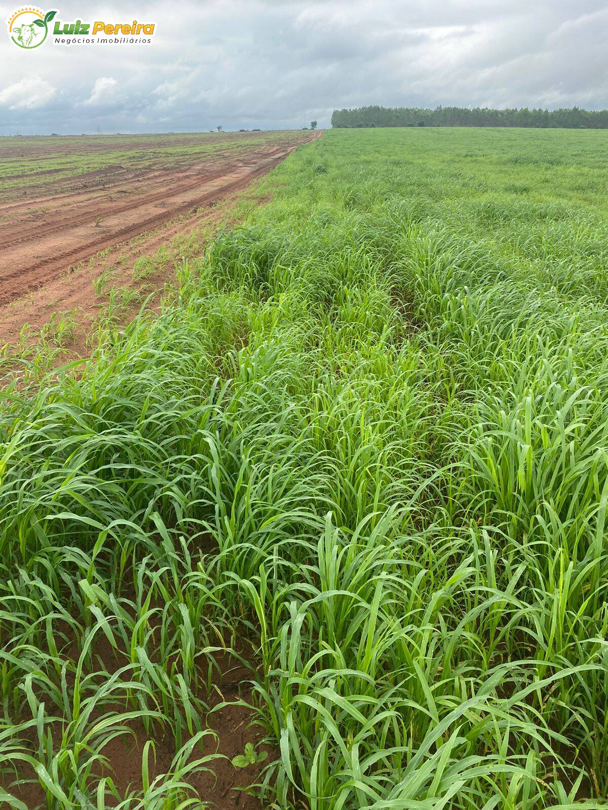 Fazenda à venda, 12100000m² - Foto 3