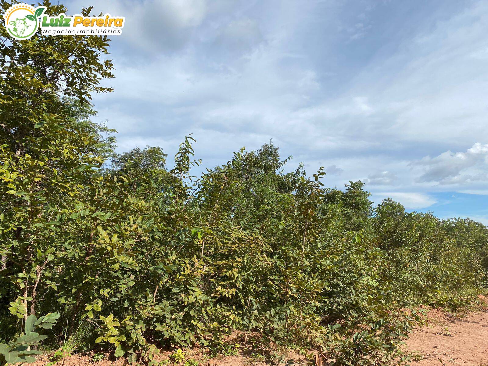 Fazenda à venda, 14650000m² - Foto 6