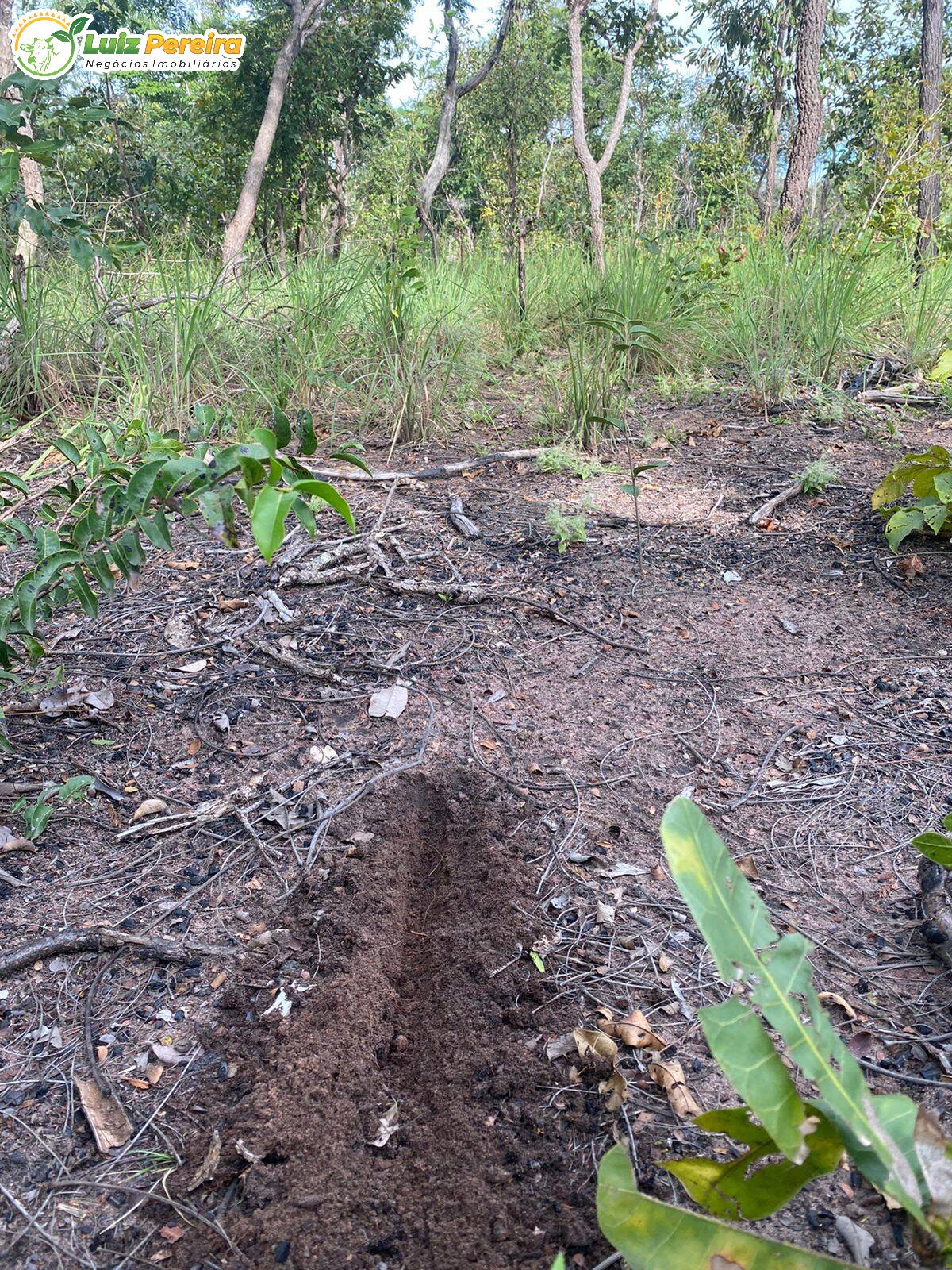 Fazenda à venda, 14650000m² - Foto 12