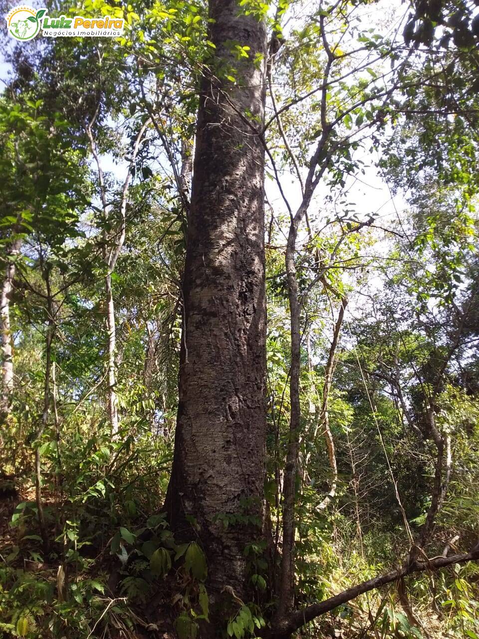 Fazenda à venda, 4840000m² - Foto 7