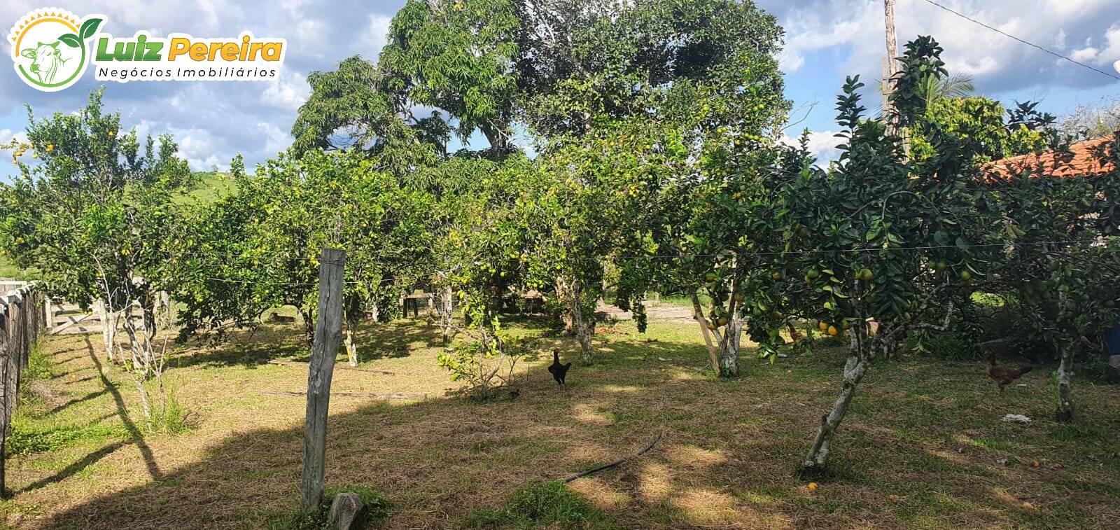 Fazenda à venda, 30250000m² - Foto 6