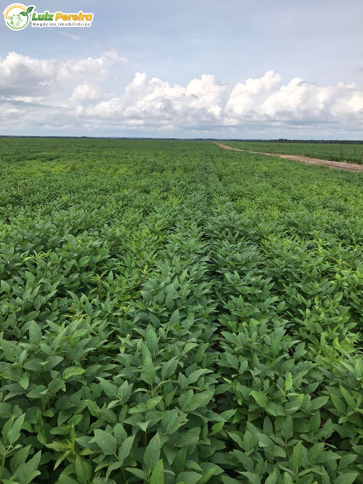 Fazenda à venda, 27000000m² - Foto 8