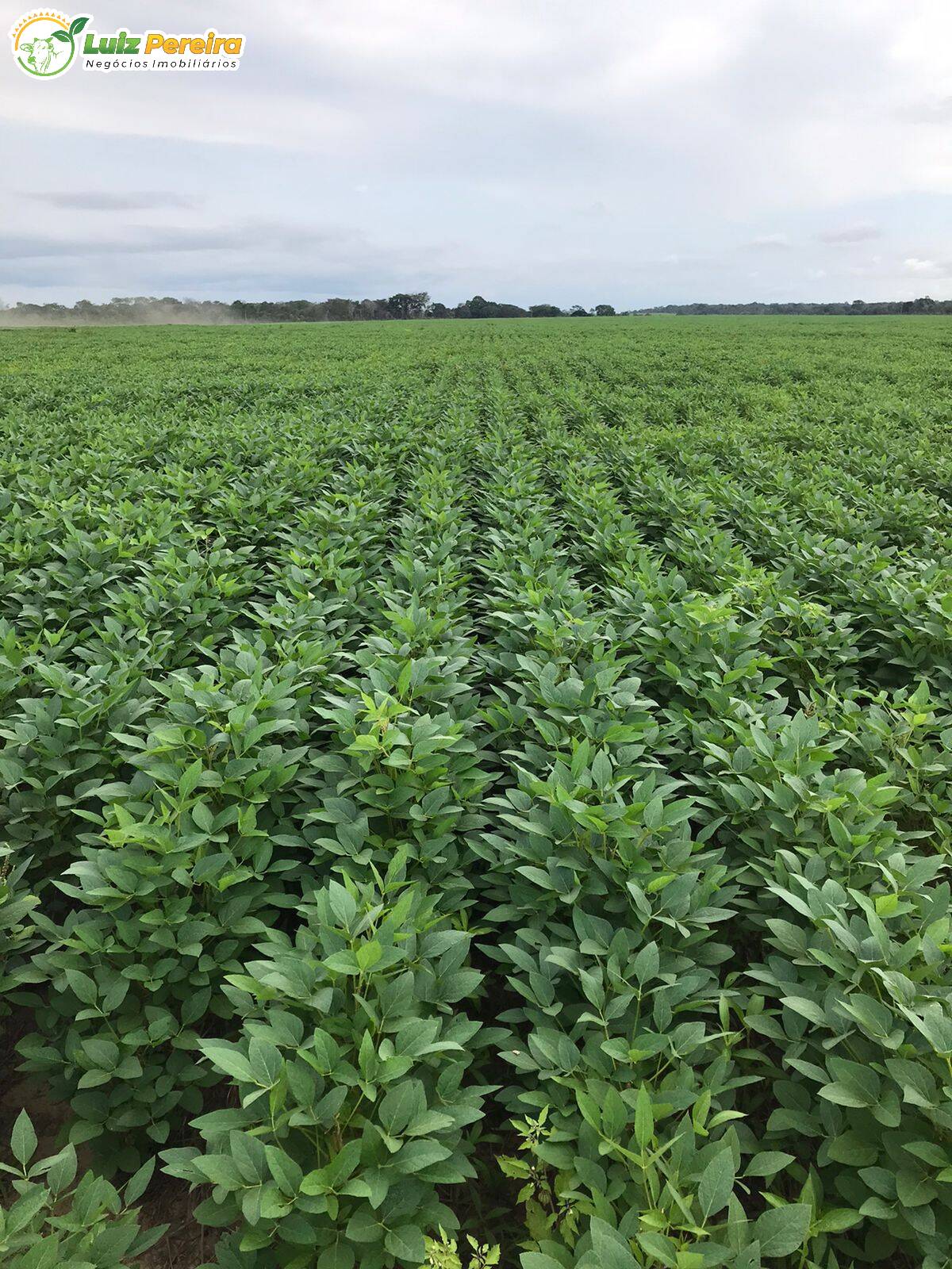 Fazenda à venda, 27000000m² - Foto 7