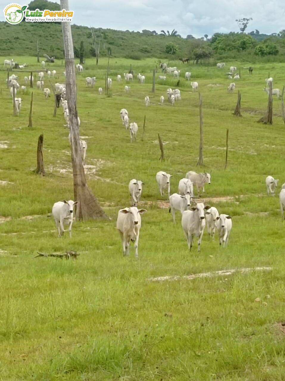 Fazenda à venda, 10841600m² - Foto 3