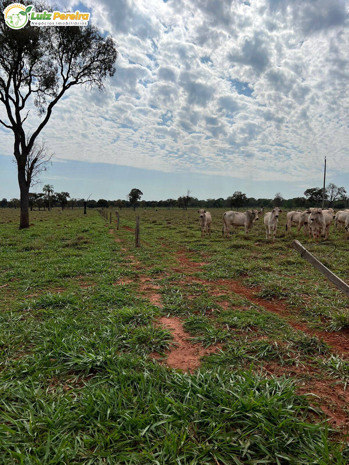 Fazenda à venda, 4880000m² - Foto 10