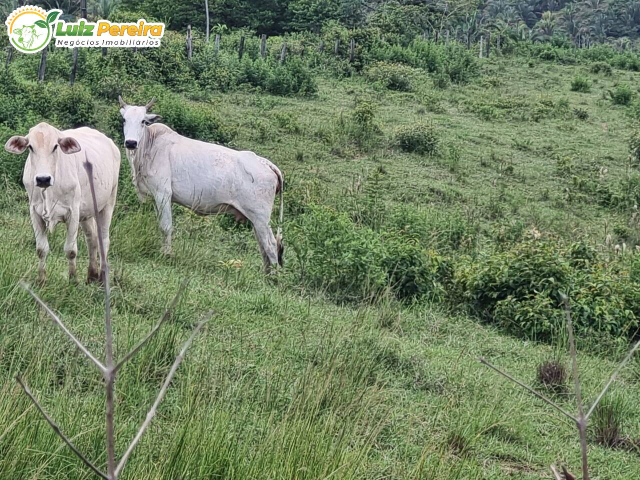 Fazenda à venda, 10841600m² - Foto 5