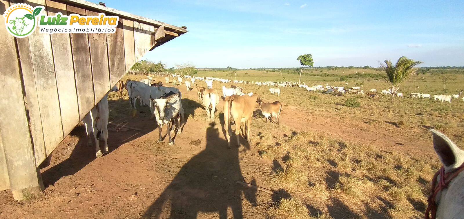 Fazenda à venda, 309m² - Foto 9