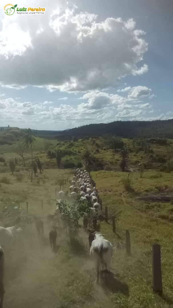 Fazenda-Sítio-Chácara, 1210 hectares - Foto 1