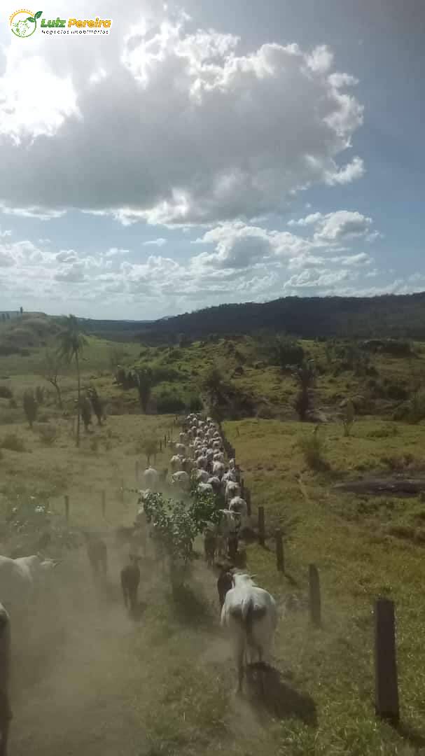 Fazenda à venda, 12100000m² - Foto 1