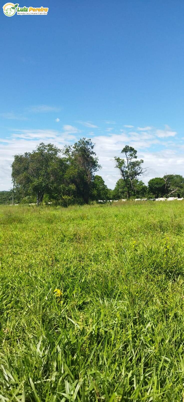 Terreno à venda, 800000m² - Foto 11