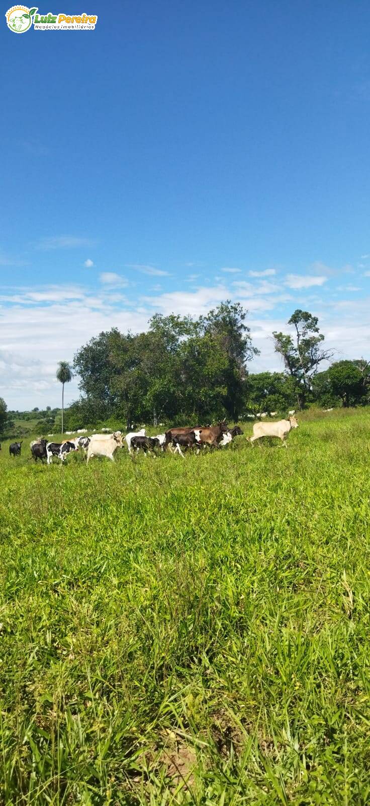 Terreno à venda, 800000m² - Foto 6