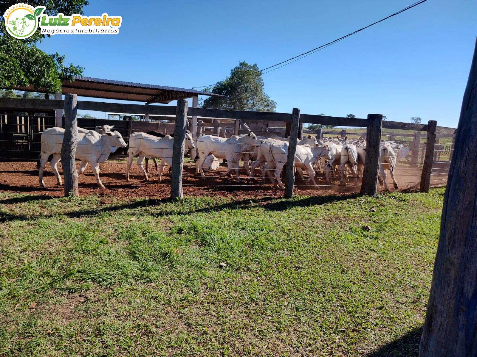 Fazenda à venda, 12480000m² - Foto 1