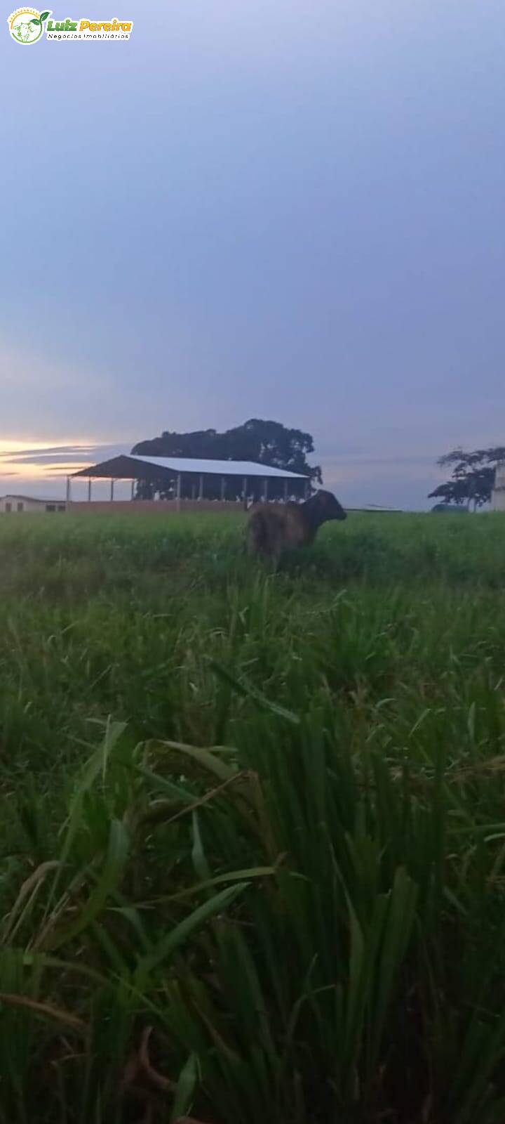 Fazenda à venda, 33880000m² - Foto 12