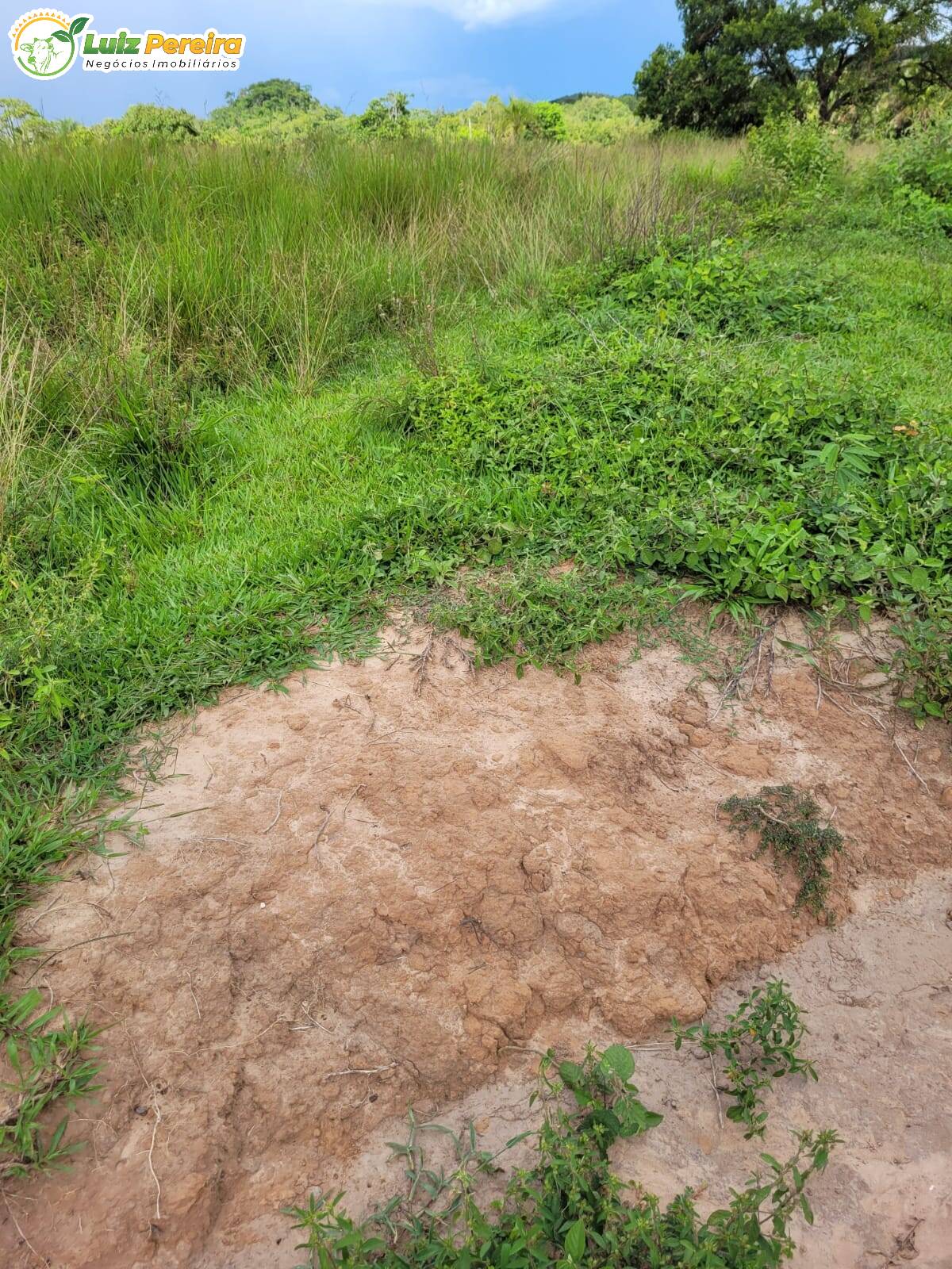 Fazenda à venda, 7490000m² - Foto 6