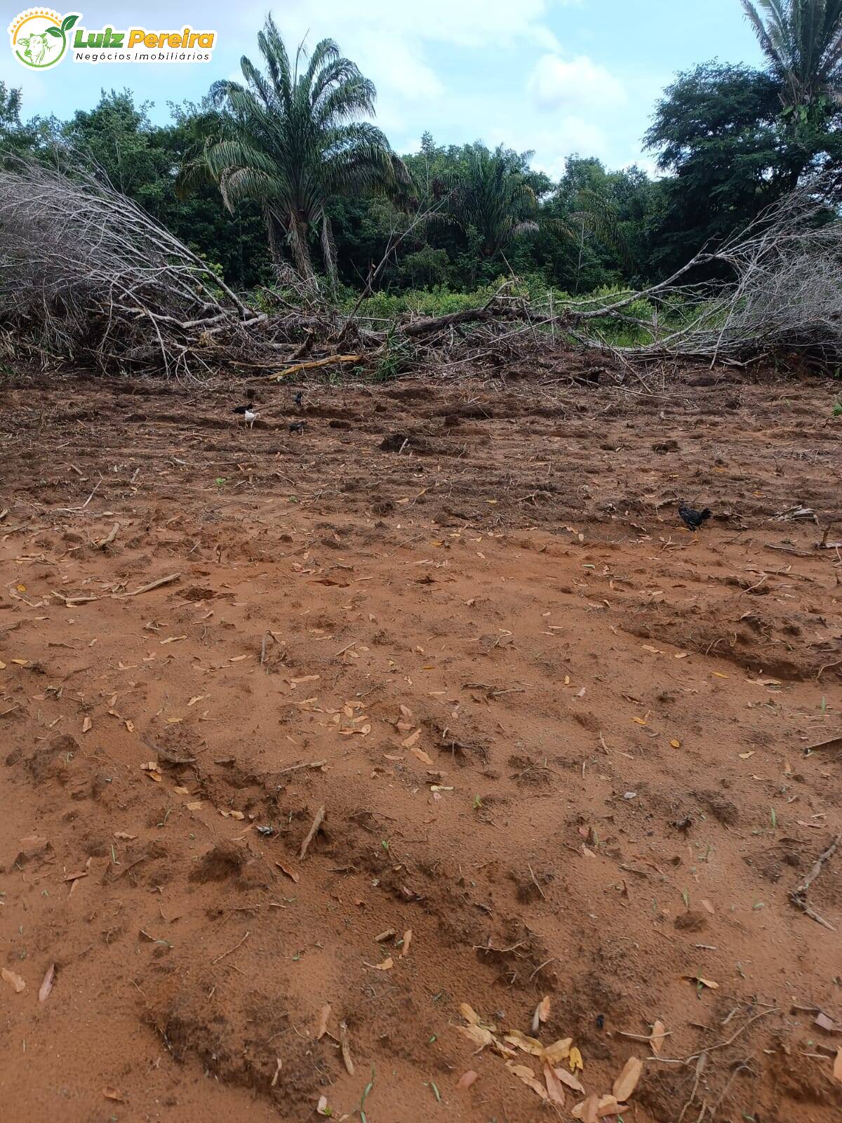 Fazenda à venda, 24200000m² - Foto 10