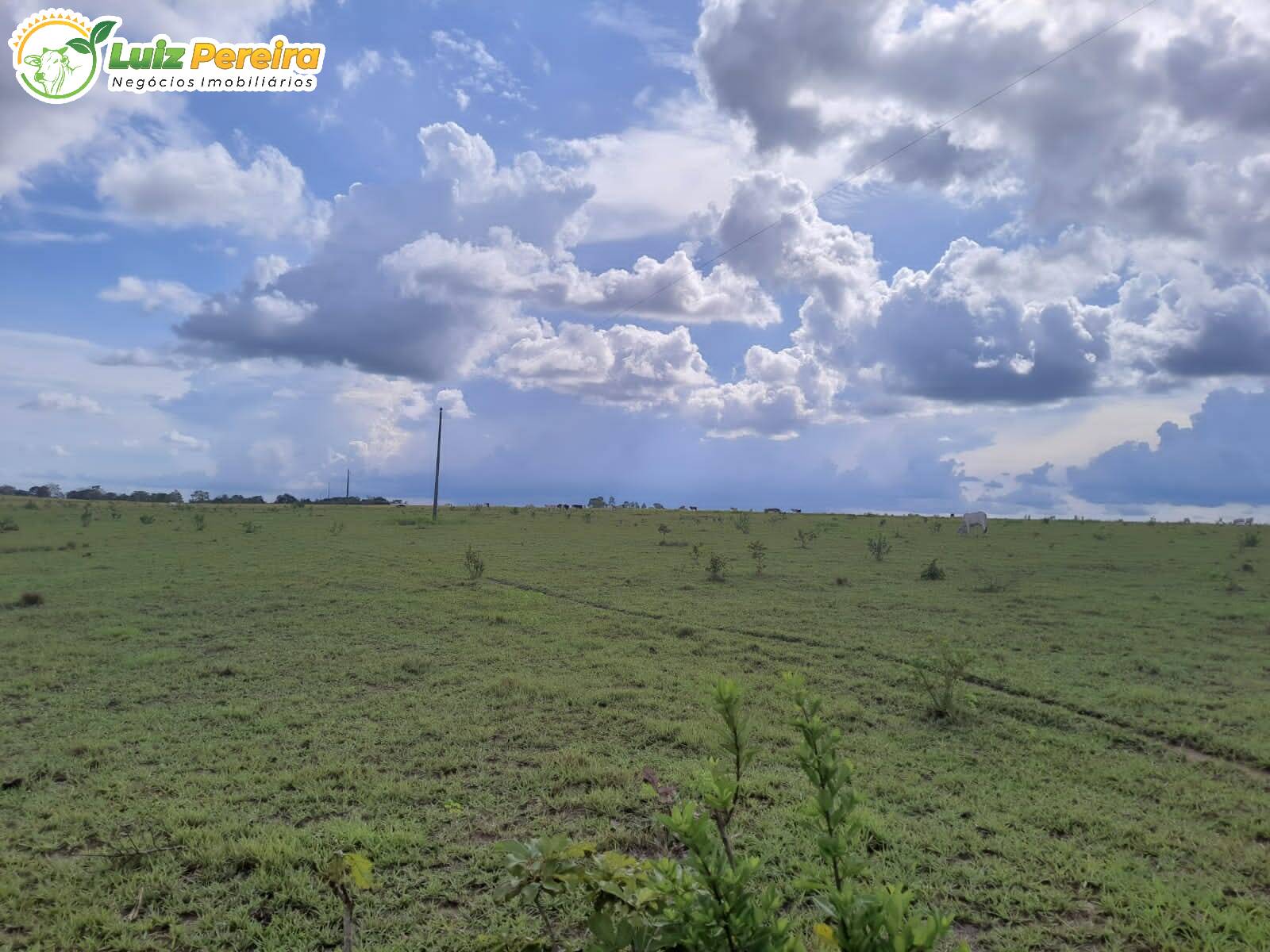 Fazenda-Sítio-Chácara, 799 hectares - Foto 2