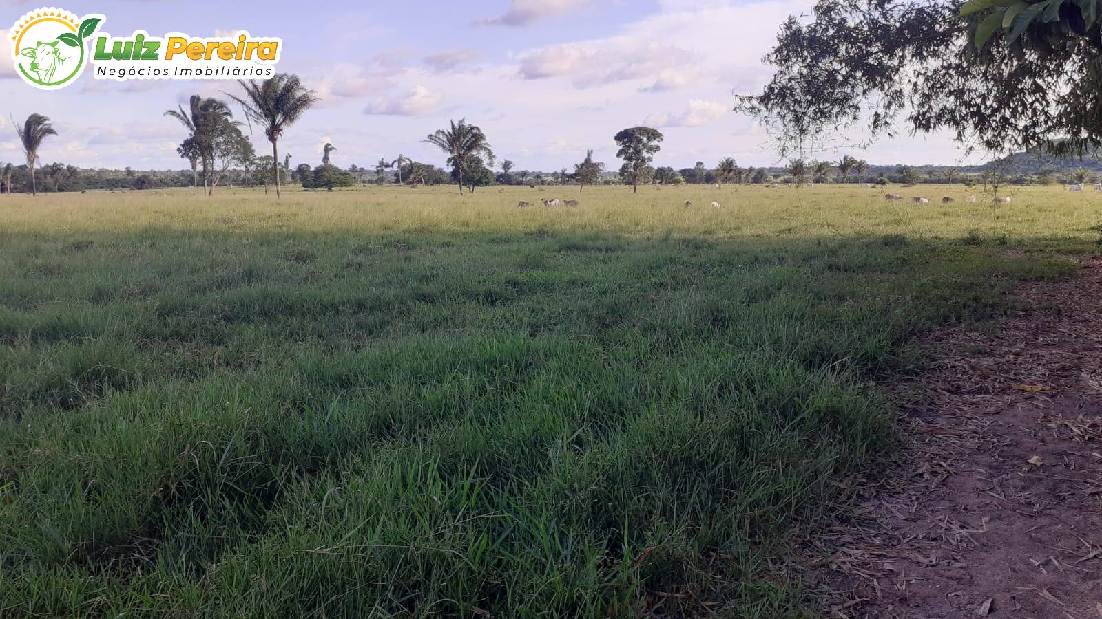 Fazenda-Sítio-Chácara, 3146 hectares - Foto 1