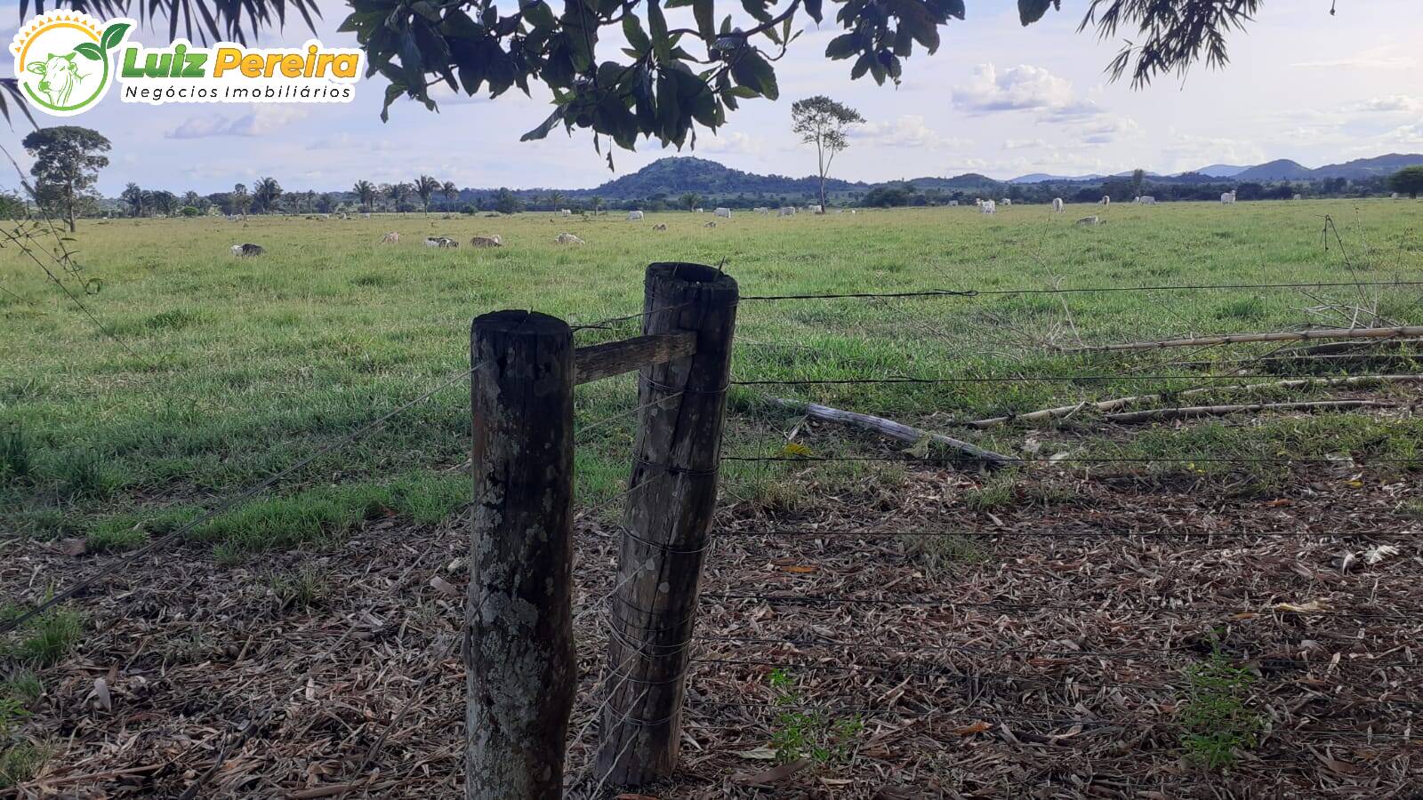 Fazenda à venda, 31460000m² - Foto 7