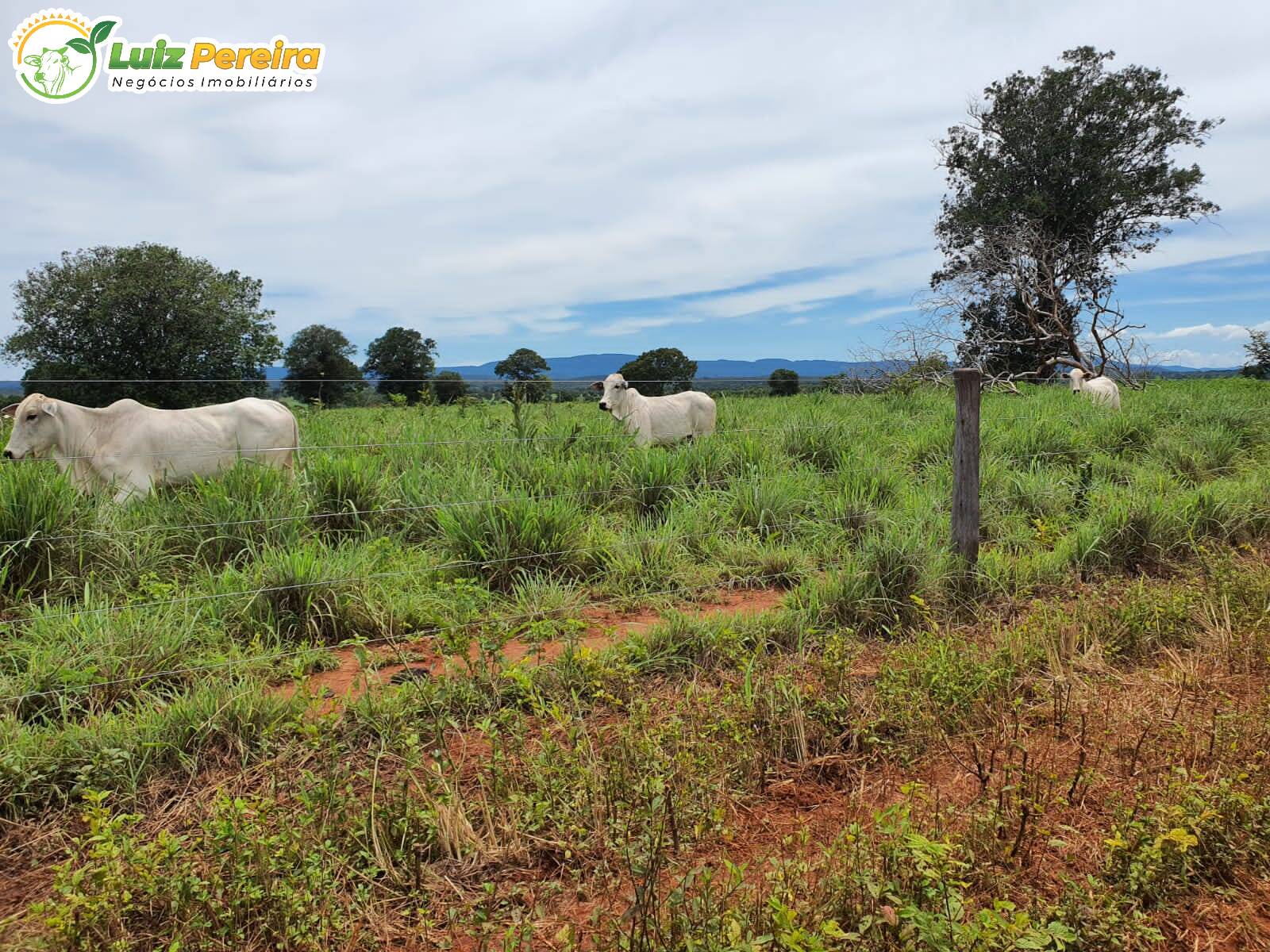 Fazenda-Sítio-Chácara, 871 hectares - Foto 1