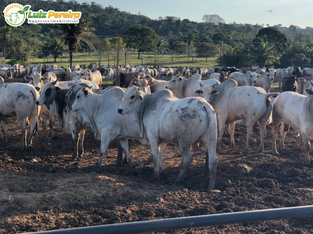 Fazenda à venda, 20850000m² - Foto 2