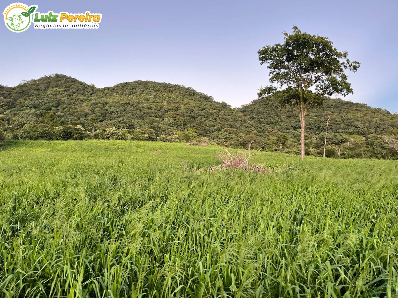 Fazenda-Sítio-Chácara, 1689 hectares - Foto 1