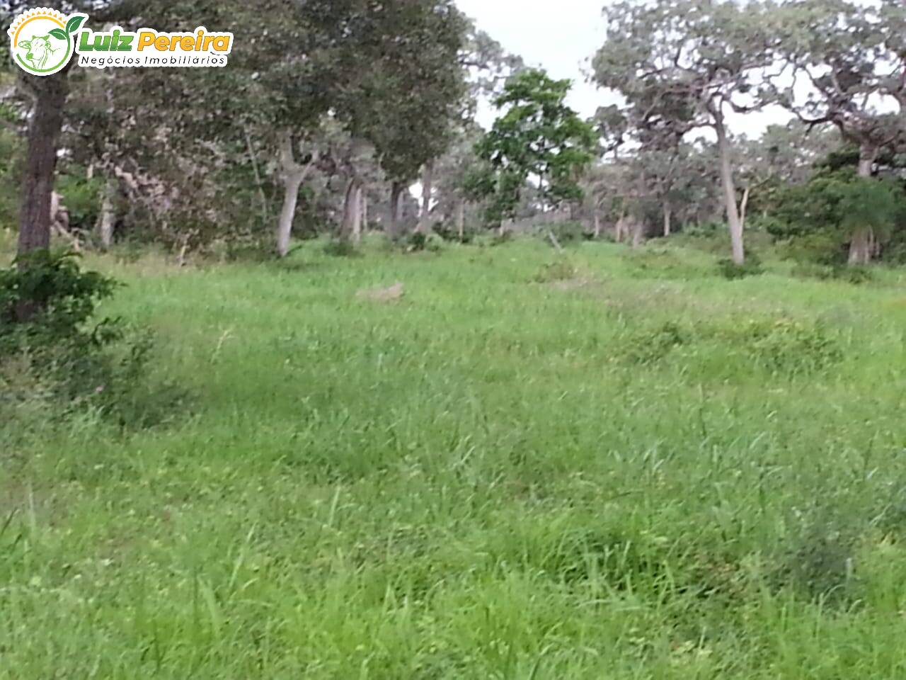 Fazenda à venda, 220700000m² - Foto 7