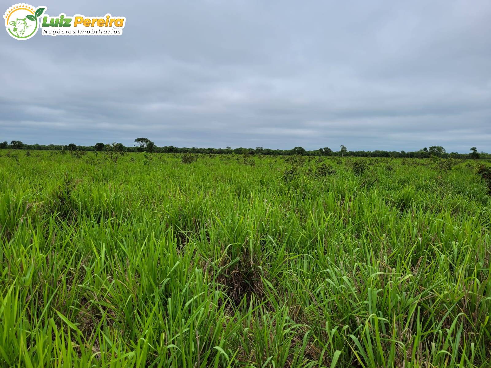 Fazenda à venda, 61350000m² - Foto 9