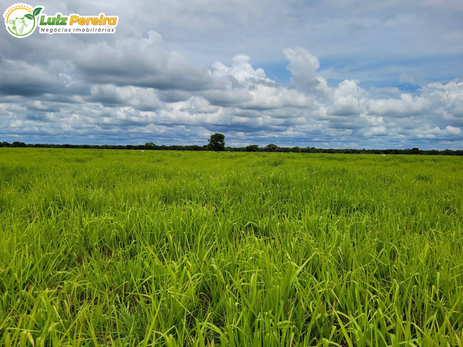 Fazenda à venda, 61350000m² - Foto 5