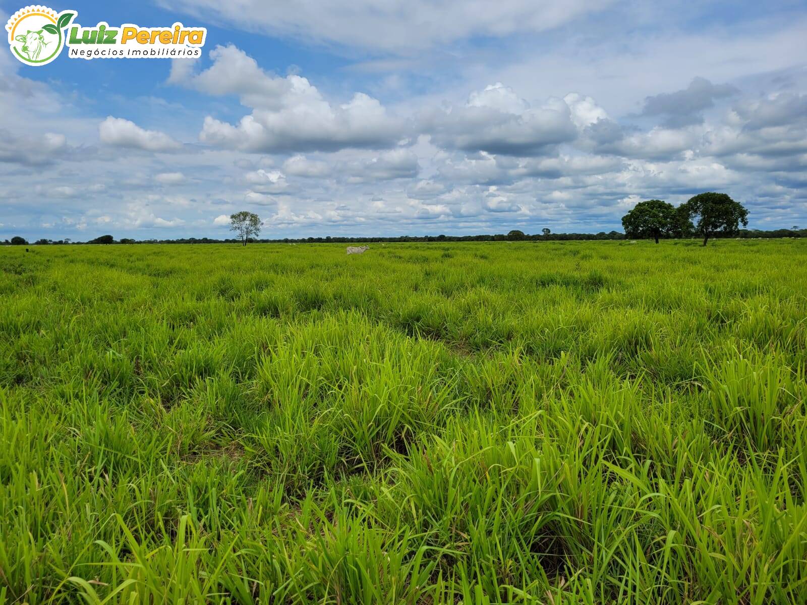 Fazenda à venda, 61350000m² - Foto 8