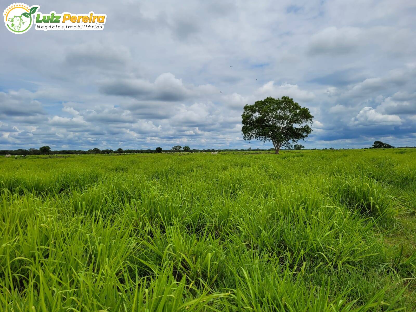 Fazenda à venda, 61350000m² - Foto 6