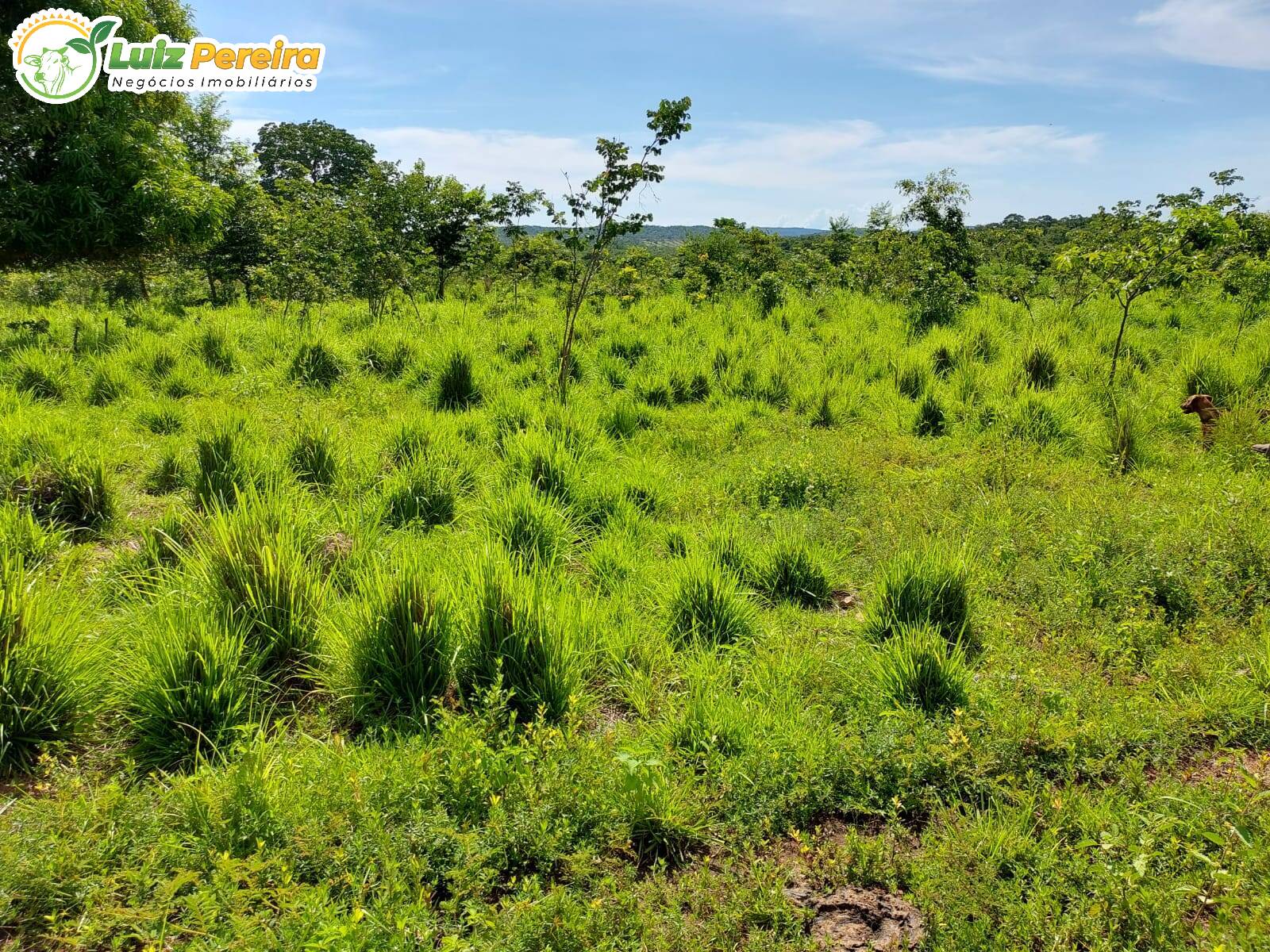 Fazenda à venda, 6388800m² - Foto 14