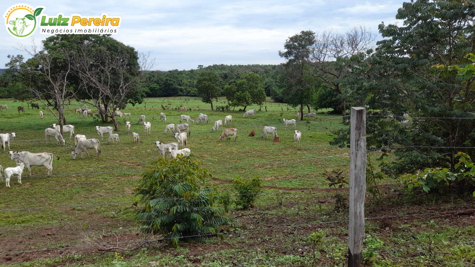 Fazenda-Sítio-Chácara, 450 hectares - Foto 2