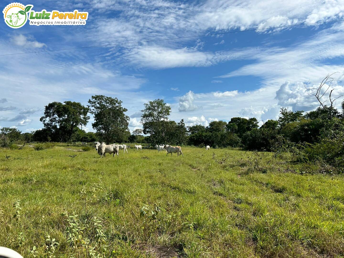 Fazenda-Sítio-Chácara, 98 hectares - Foto 1