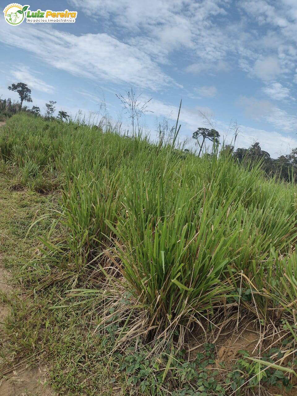 Fazenda à venda, 26000000m² - Foto 5