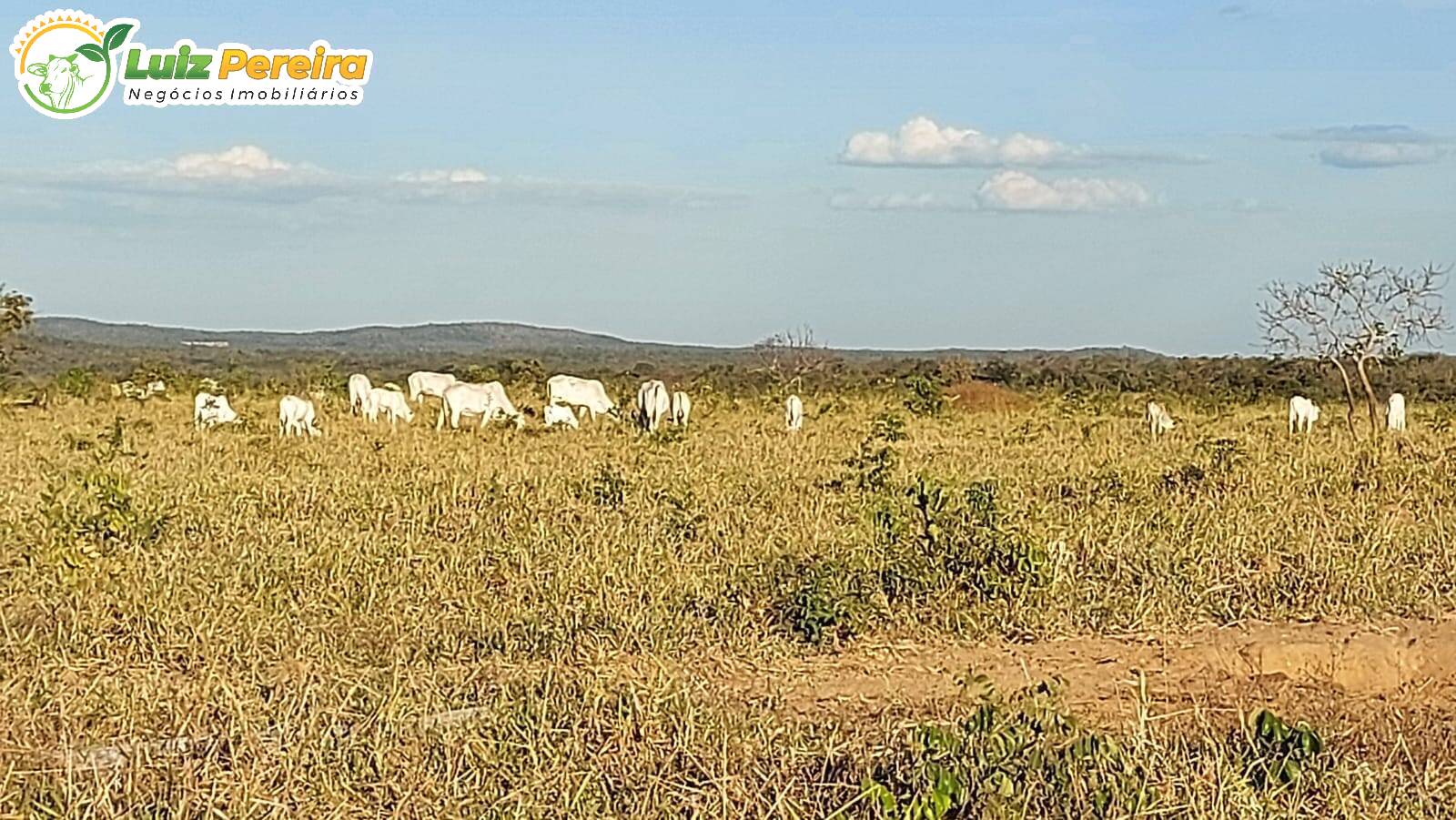 Fazenda-Sítio-Chácara, 7986 hectares - Foto 2