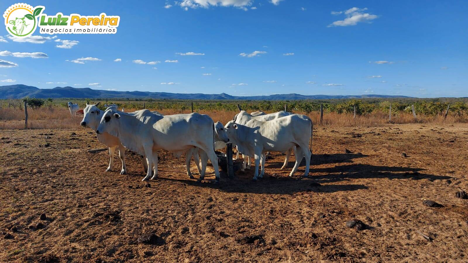 Fazenda-Sítio-Chácara, 7986 hectares - Foto 3