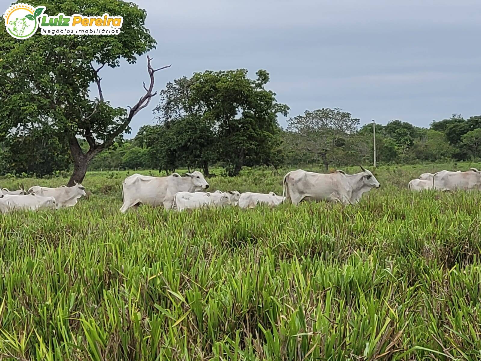 Fazenda à venda, 79860000m² - Foto 6