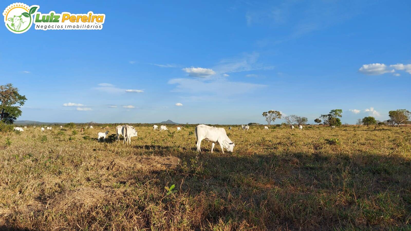 Fazenda-Sítio-Chácara, 7986 hectares - Foto 4