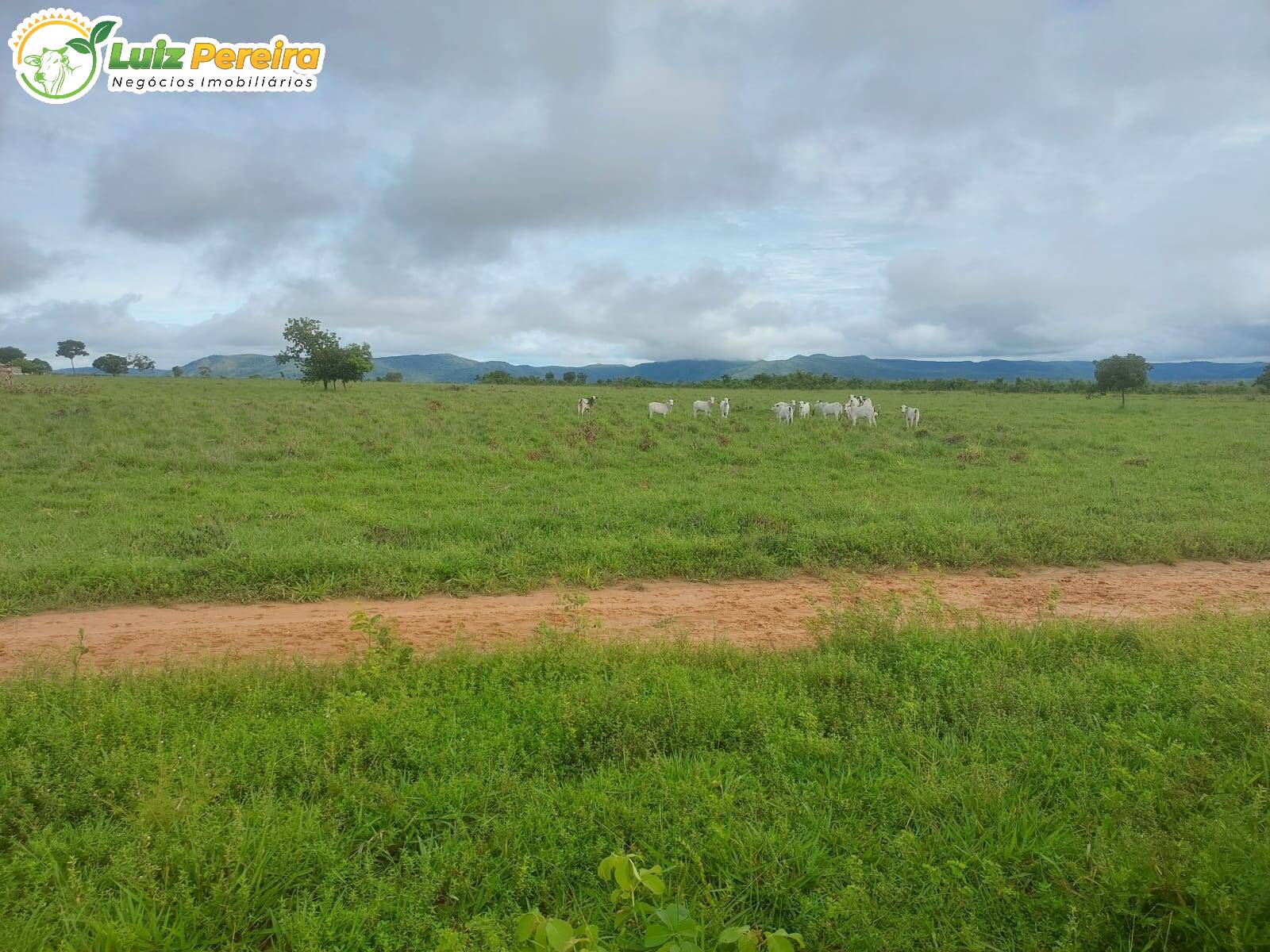 Fazenda à venda, 79860000m² - Foto 8