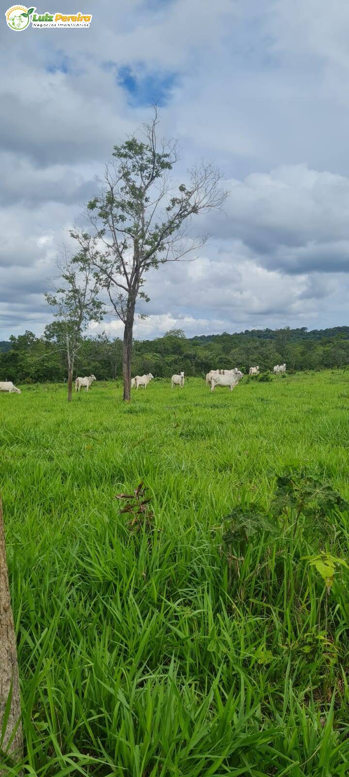 Fazenda-Sítio-Chácara, 871 hectares - Foto 2
