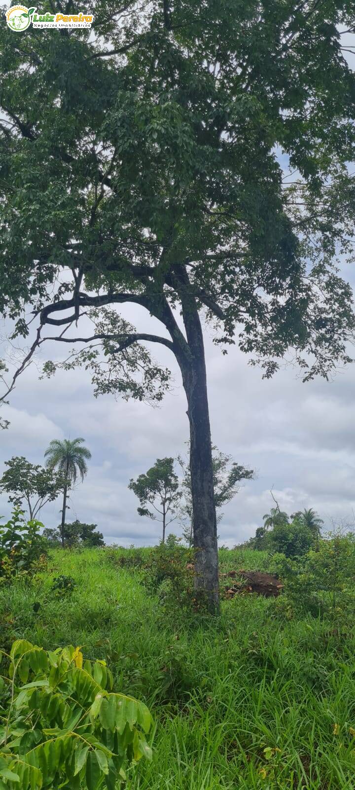 Fazenda à venda, 8712000m² - Foto 7