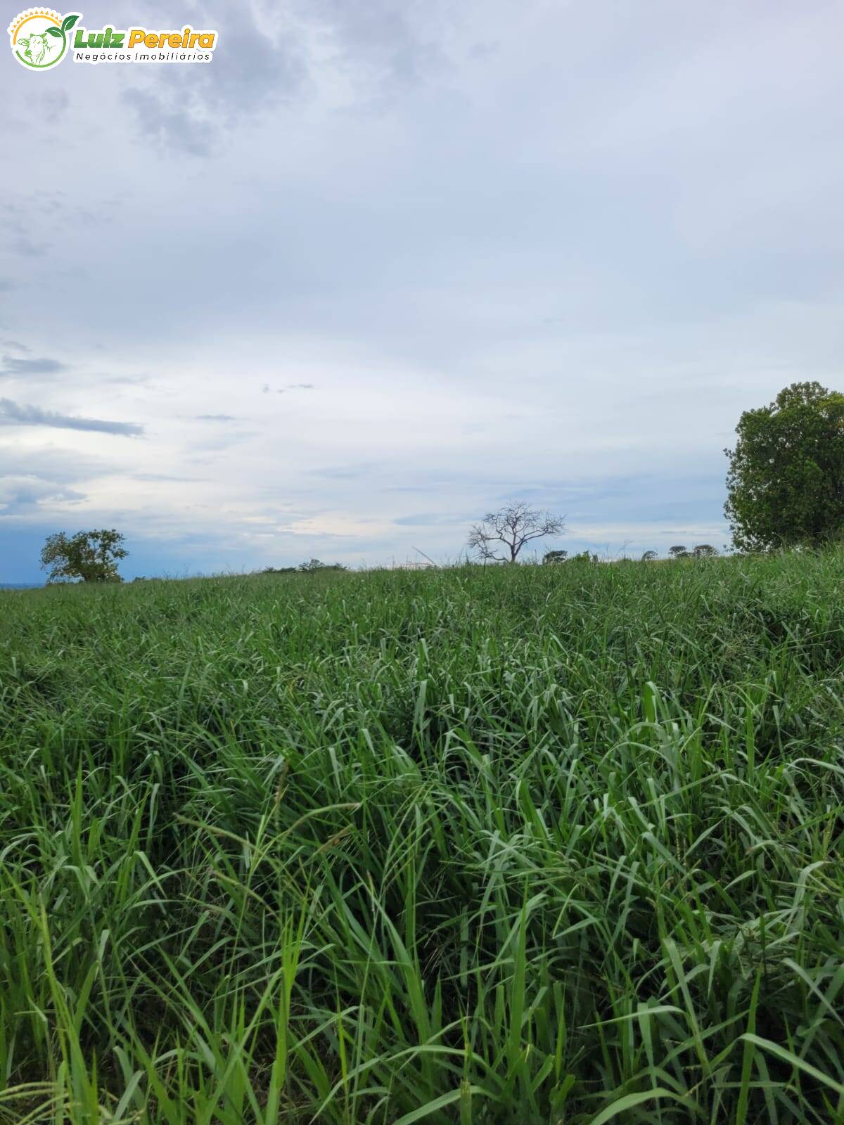 Fazenda à venda, 13830000m² - Foto 6