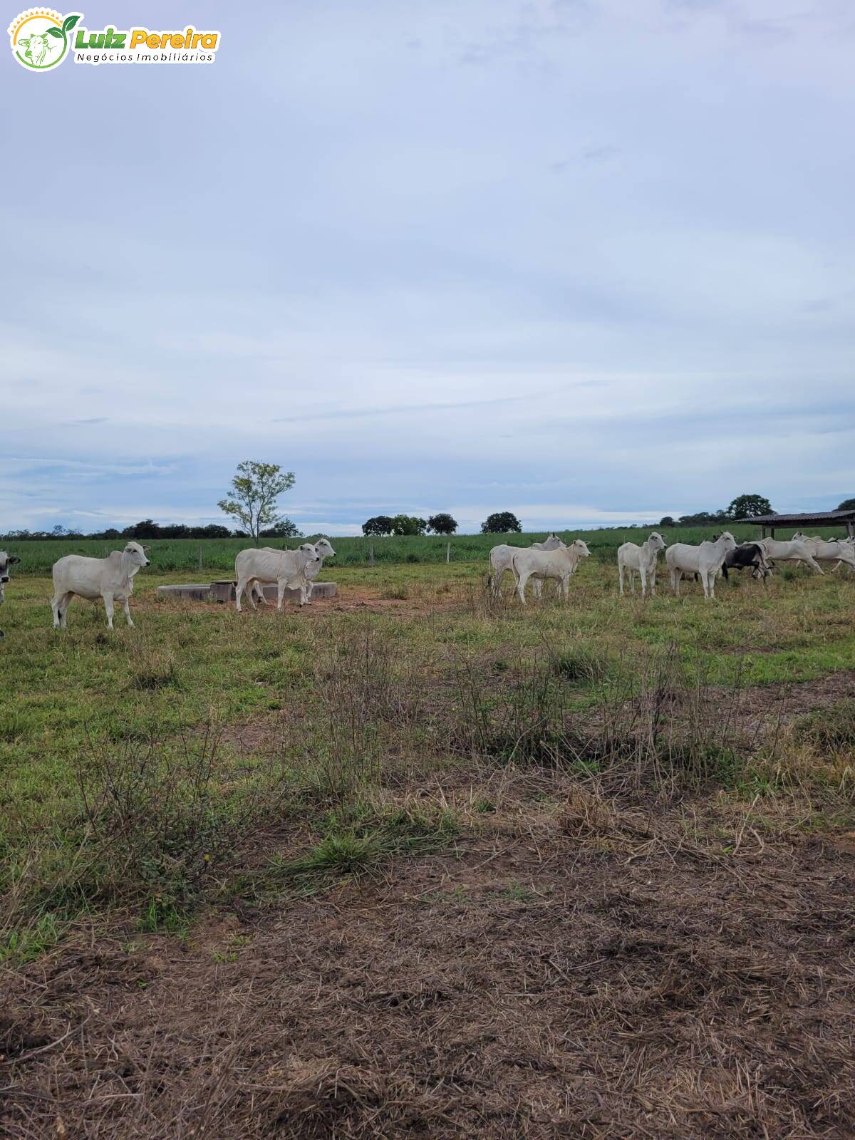 Fazenda-Sítio-Chácara, 1383 hectares - Foto 1