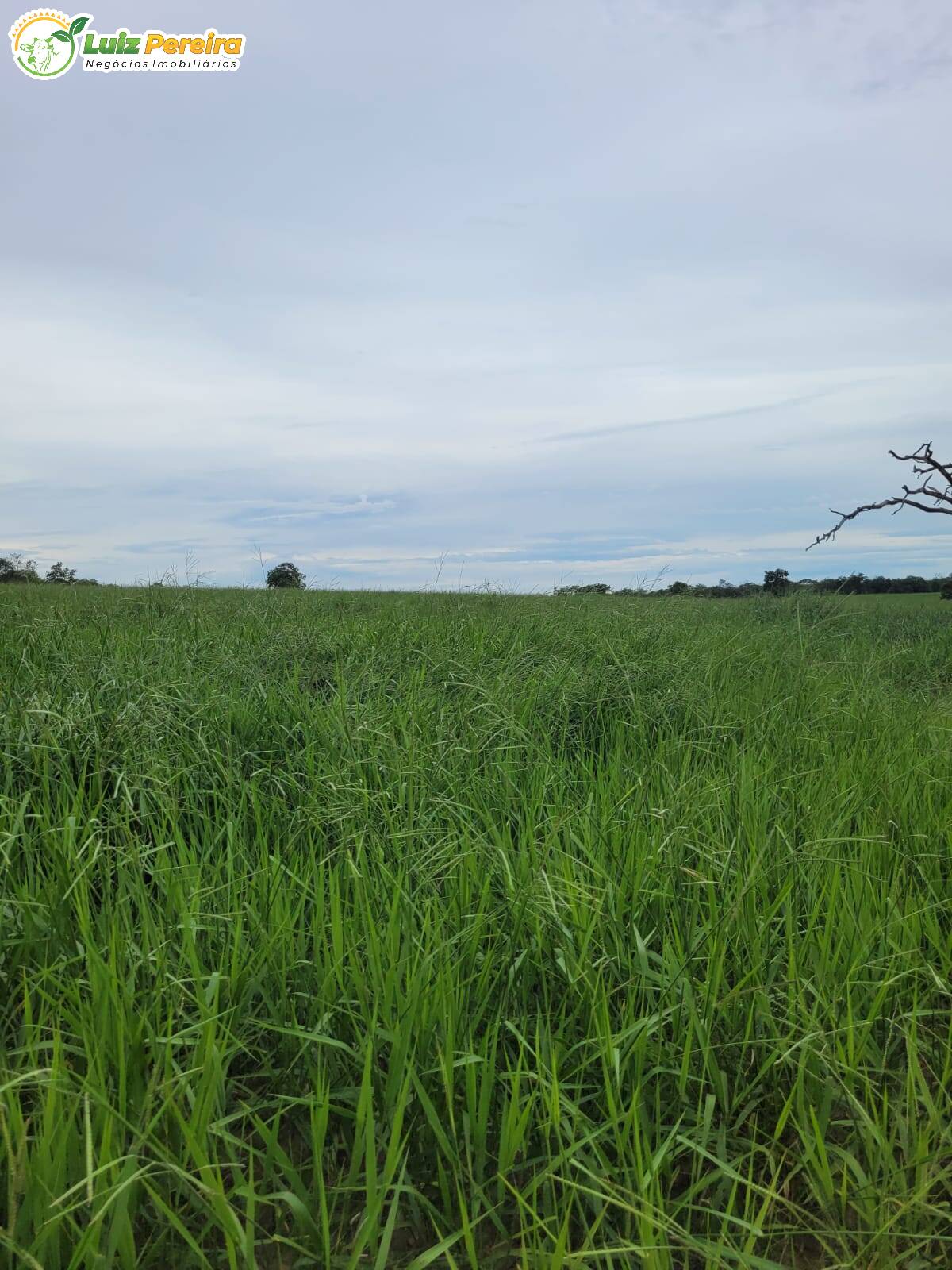 Fazenda à venda, 13830000m² - Foto 5