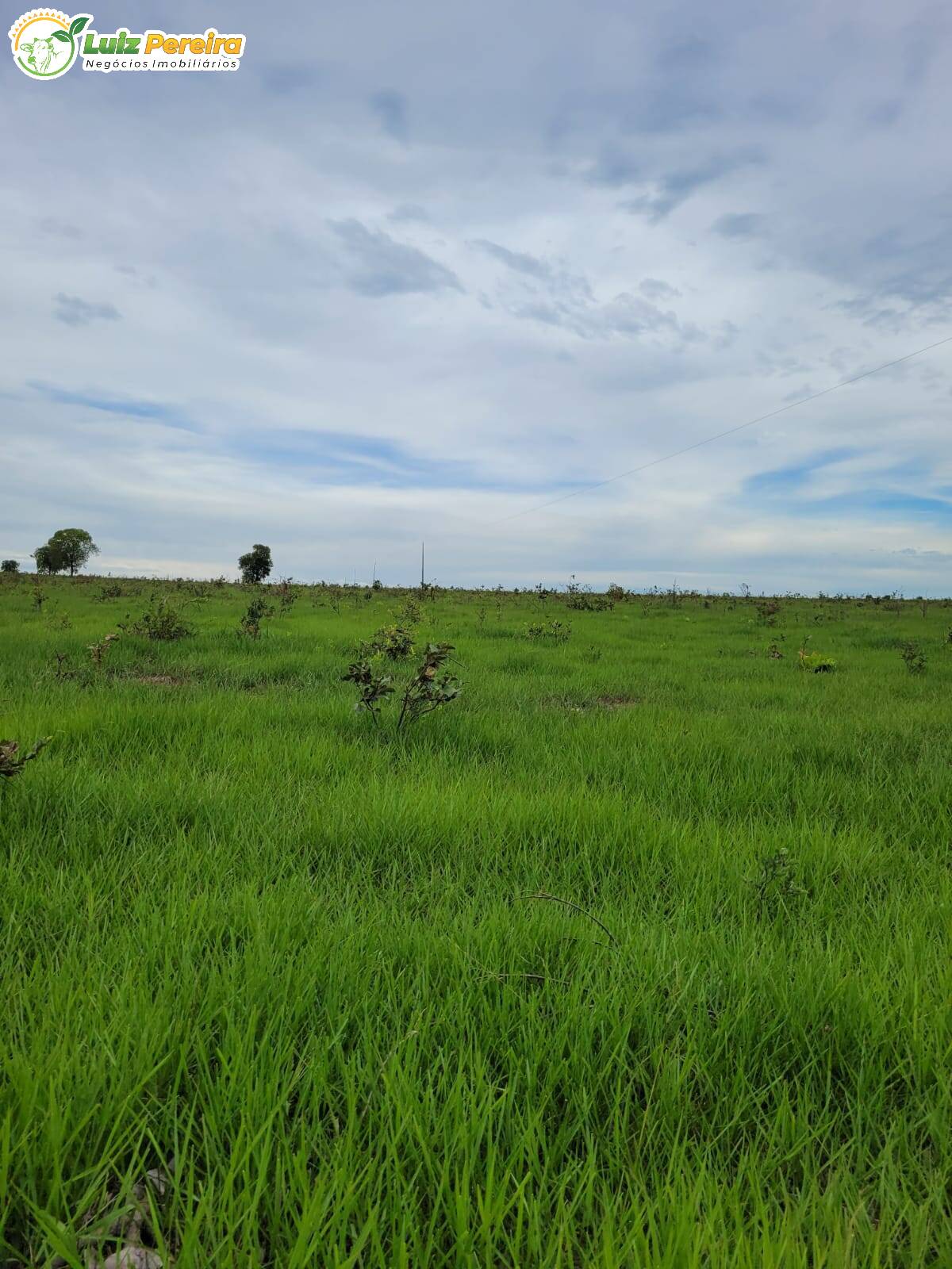 Fazenda-Sítio-Chácara, 1383 hectares - Foto 4