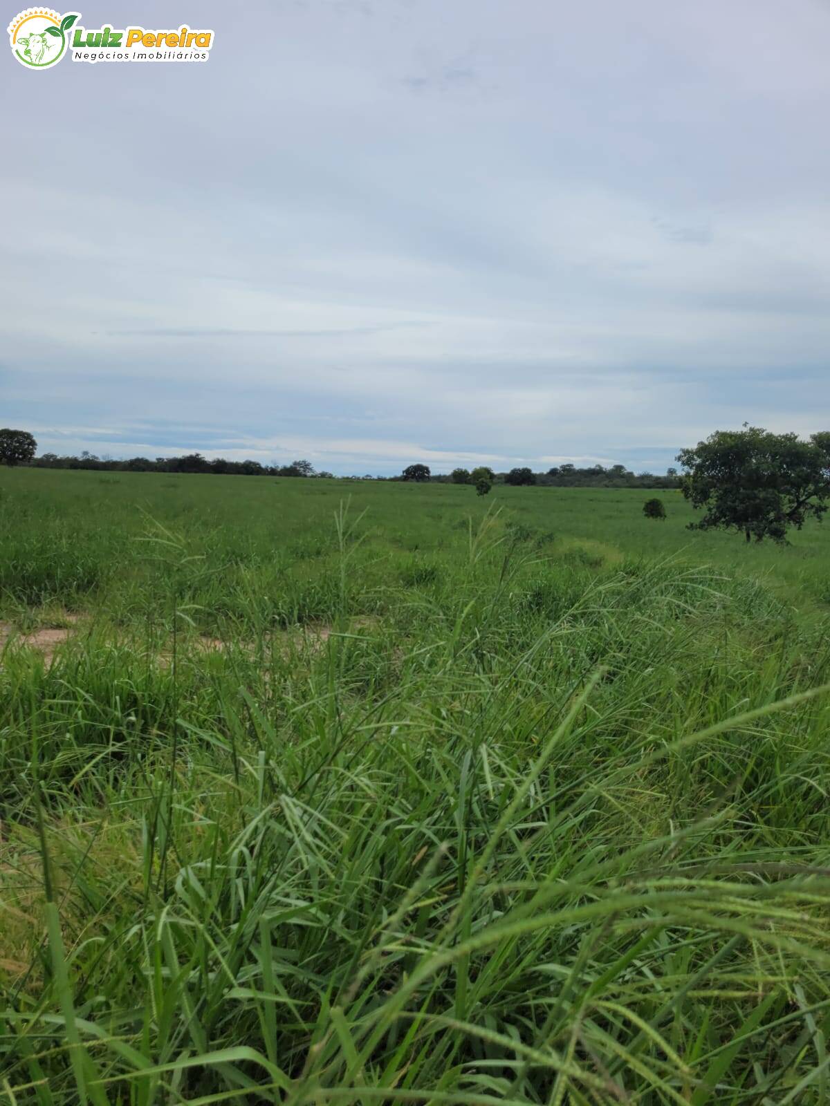 Fazenda à venda, 13830000m² - Foto 14