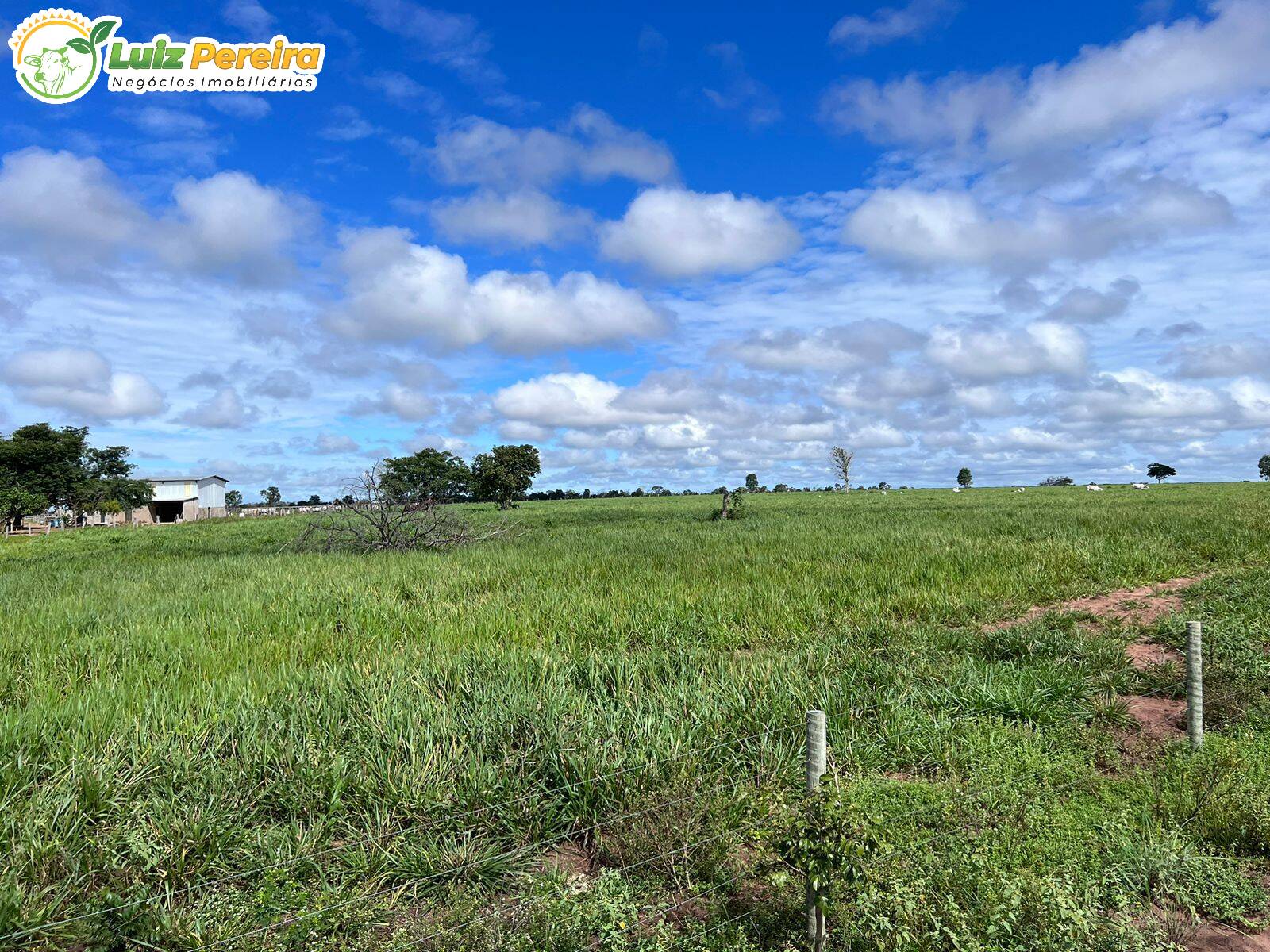 Fazenda-Sítio-Chácara, 774 hectares - Foto 3